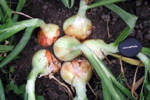 Descrierea, cultivarea și îngrijirea cepei hibride Ceapă dulce