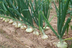 Descrizione delle cipolle, semina, coltivazione e cura in campo aperto