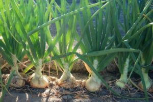 Descrizione della varietà di cipolla Sturon, caratteristiche di coltivazione e cura