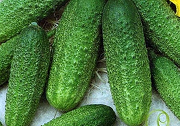 salinas komkommer uiterlijk