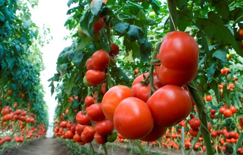 Tomatenbüsche Kriviansky