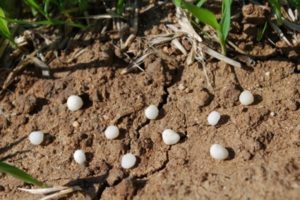 ¿Qué es la urea (carbamida), instrucciones para usar fertilizantes en el jardín?