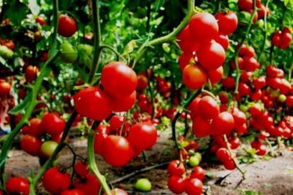 tomater høst