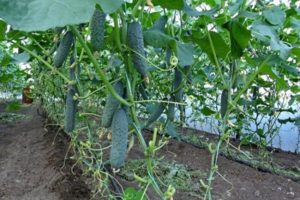Beschrijving, kenmerken en landbouwtechnieken van de beste nieuwe komkommersoorten voor 2020
