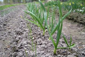Do I need to scoop up the soil from the heads of garlic before harvesting?