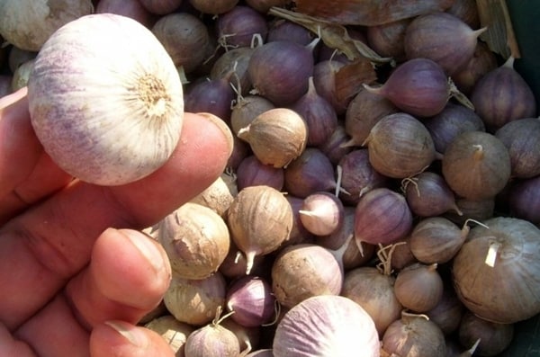 appearance of Garlic one-clove