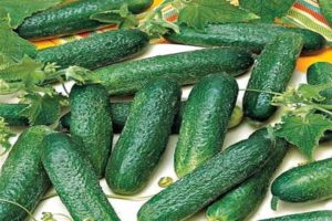 Description of the Alex cucumber variety, its characteristics and cultivation