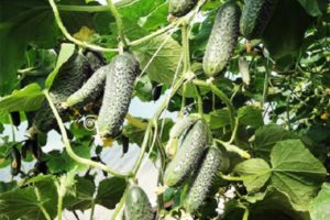 Actekų agurkų veislės aprašymas, jo ypatybės ir auginimas