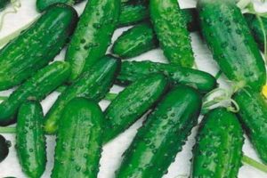Beschrijving van de Ira-komkommervariëteit, kenmerken van teelt en verzorging