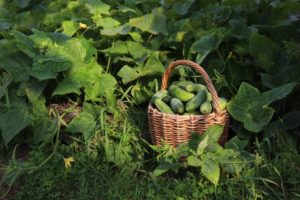 Description of the variety of cucumbers Emerald family, features of cultivation and care