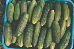 Beschrijving van komkommervariëteit Prima Donna F1, kenmerken van teelt en verzorging