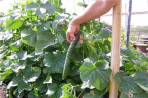 Gurķu šķirnes apraksts Smaragda straume, audzēšanas un kopšanas iezīmes