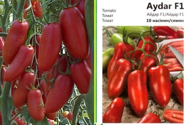 paradajkové semená aydar