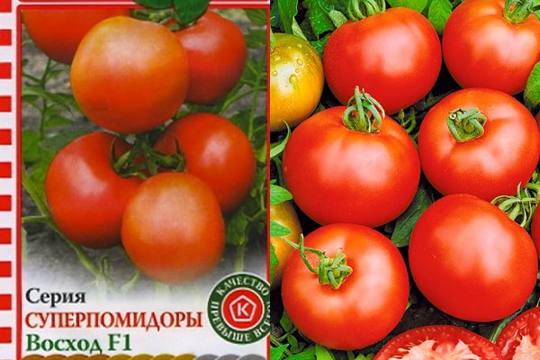 domates tohumları