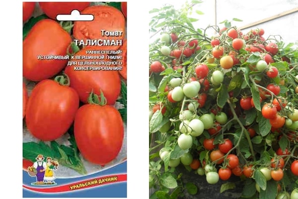 paradajkové semená Mascot