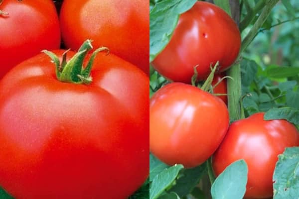 pomidorų Townsville F1 išvaizda
