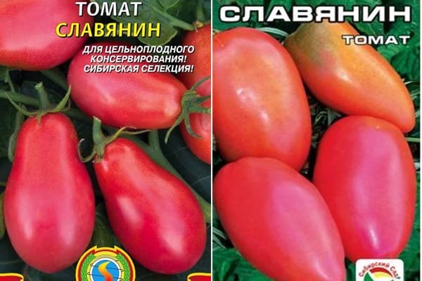 nasiona pomidorów słowiańskie