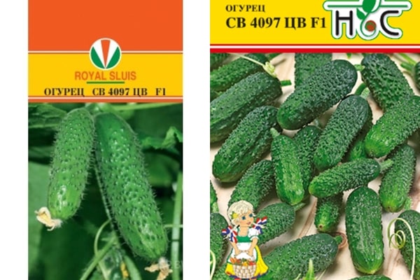 agurkų sėklos SV 4097 CV