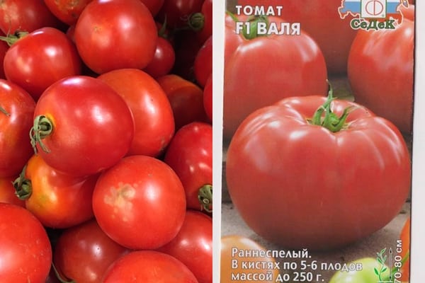 paradajkové semená