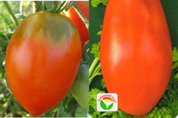 semillas de tomate Darenka