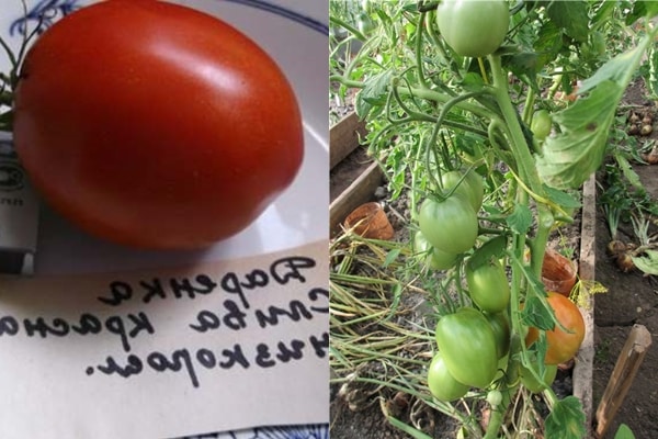 Tomatenbüsche darenka