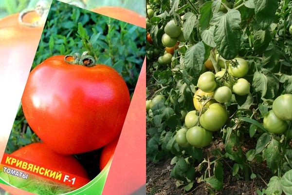 tomato bushes Kriviansky
