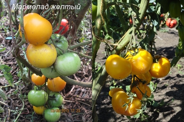 tomate arbustos mermelada amarillo