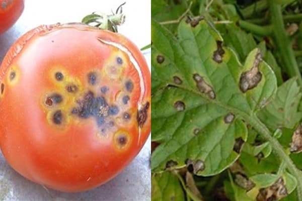uiterlijk van tomaat met Alternaria