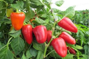 Descrizione della varietà di peperone Atlant, sue caratteristiche e coltivazione