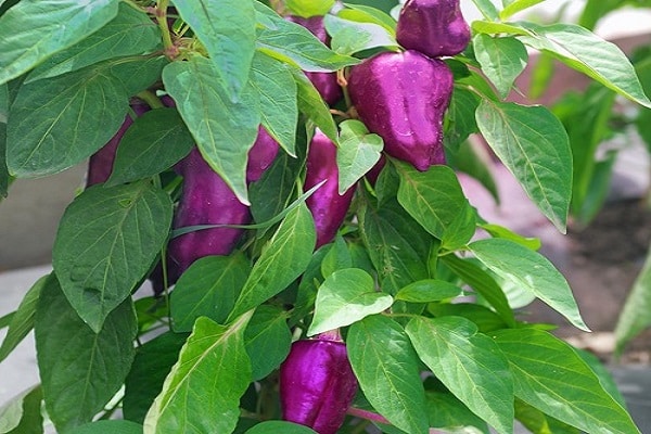 variétés violettes