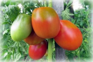 Beschrijving van het tomatenras Flame Agro, kenmerken van teelt en verzorging