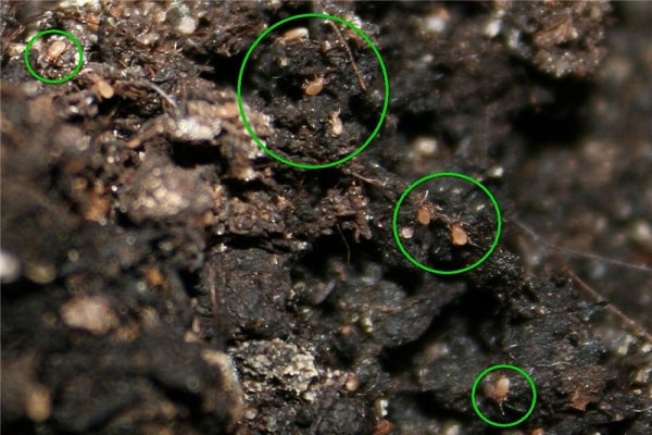 root mite