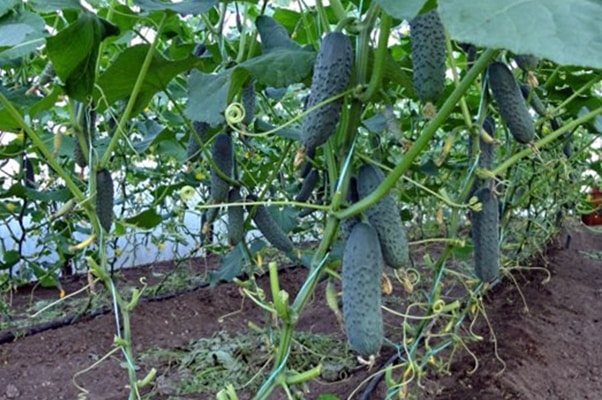 pepinos blandos en invernadero