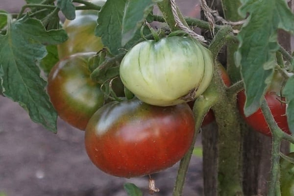 carbon de tomate