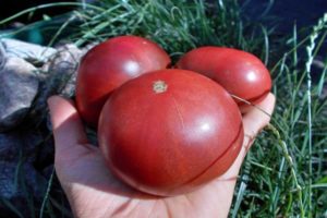 Pomidorų veislės „Carbon“ (anglies) aprašymas, jo savybės ir auginimas