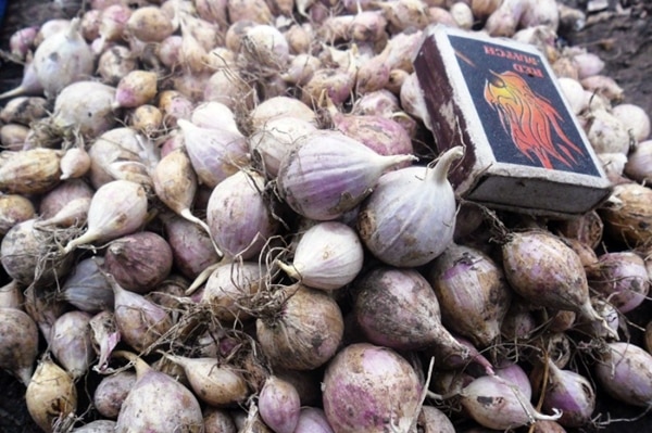 garlic harvest one clove