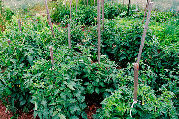 arbustos de tomates atados