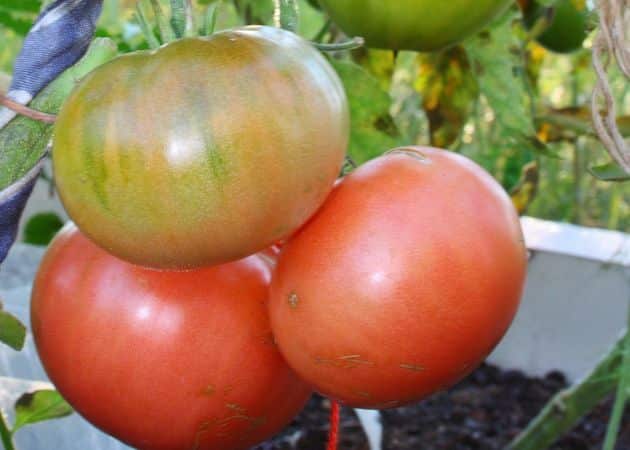 uiterlijk van tomaten wal