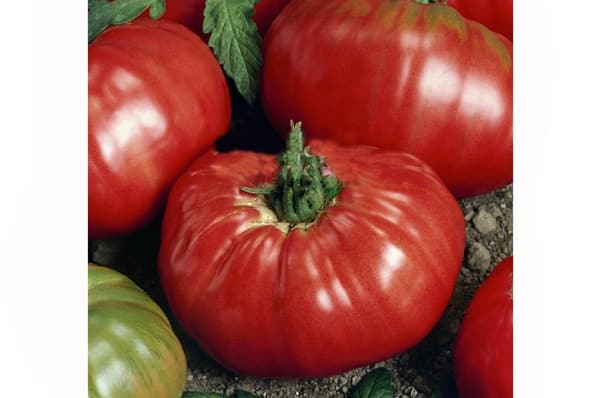 pomidorų raudonojo buivolo išvaizda