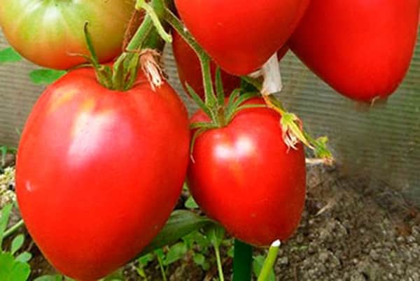 Aussehen der Tomate Royal
