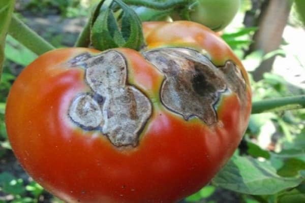 hniloba na paradajkách
