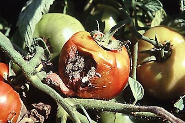 poškodené paradajky