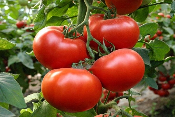 axioma del tomate