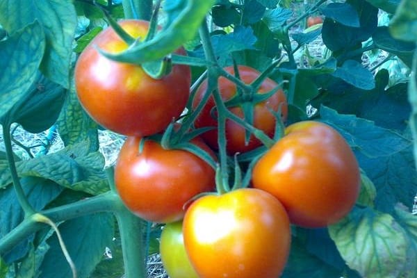 litteät pyöreät tomaatit
