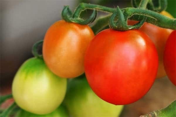 tomatapollo