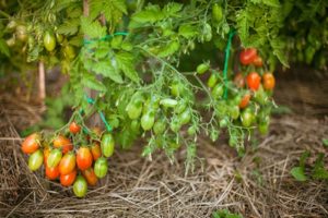 Mô tả về giống cà chua Bướm, đặc điểm và năng suất của nó
