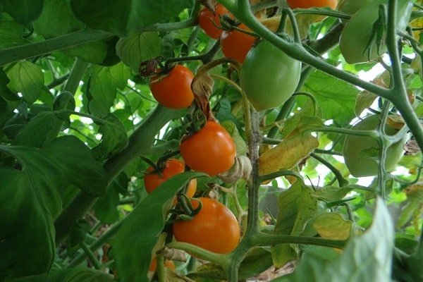 papillon tomate