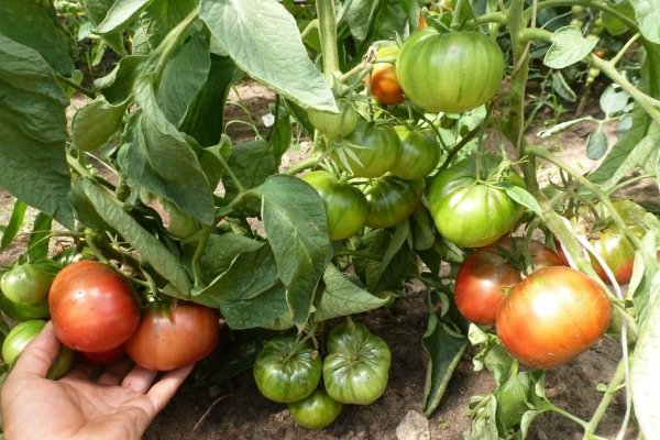 tomates dans le jardin