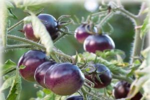 Beskrivning av variationen av tomat Blue P20, funktioner för odling och vård