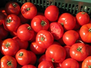 wygląd pomidora Townsville F1